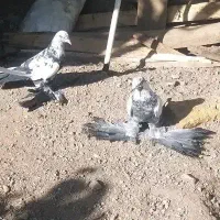 کبوتر گوی گویروخ