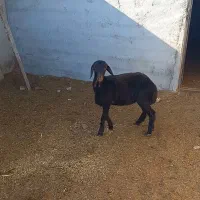 ماده تقلی افشار