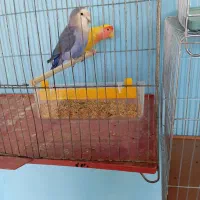 طوطی برزیلی