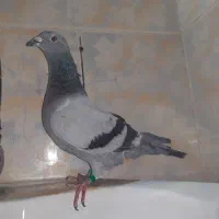 پلاکی|پرنده|بهبهان, |دیوار