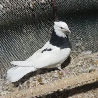 طوقی|پرنده|بندرعباس, |دیوار