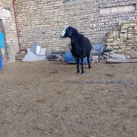 گوسفند|حیوانات مزرعه|تاکستان, |دیوار