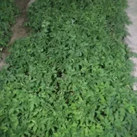 نهال گورجه فرنگی