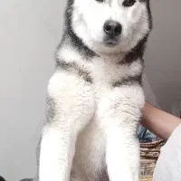 سگ هاسکی دست آموز و موزش دیده