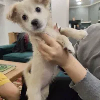 سگ اشپیتز|سگ|شیراز, لاله|دیوار