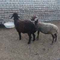 بره نر وماده دولاق (گوسفند)