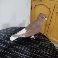 کبوتر سرخ دم سفید ماده|پرنده|اصفهان, هفتون|دیوار