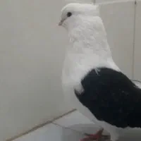 یک جفت دوکت مهر مهر کاکول دار