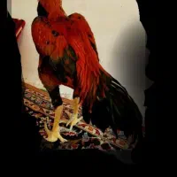 خروس  لاری