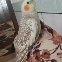 عروس هلندی