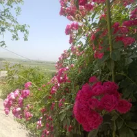 منزل ویلایی،سوئیت،اقامتگاه فرازبیستون