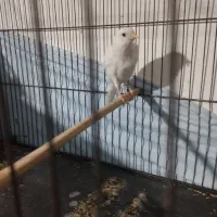 قناری نر مست