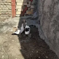 غاز|حیوانات مزرعه|سیلاخور, |دیوار