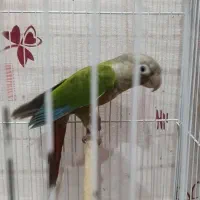 گرینچیک|پرنده|اهواز, سپیدار|دیوار