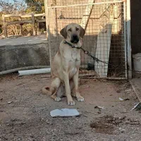 واگذاری ماده پژدر