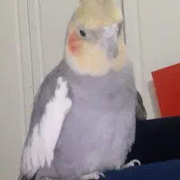 عروس هلندی با قفس