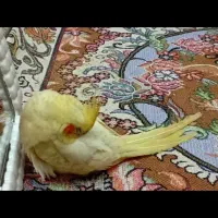 کمشده