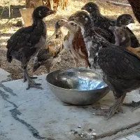 جوجه لاری و محلی|حیوانات مزرعه|زاهدان, |دیوار