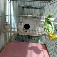 5جفت فنچ نرگسی شکلاتی وسیلور ..|پرنده|قم, شهرک فاطمیه|دیوار