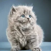 گربه/بریتیش/لانگ هیر