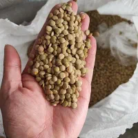 عدس پلویی