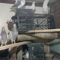 حدود 20عدد کبوتر  پرشی|پرنده|مهاجران, |دیوار