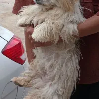 واگزاری سگ شیتزو بامزه