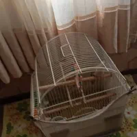 عروس هلندی|پرنده|اسلامشهر, مظفریه|دیوار