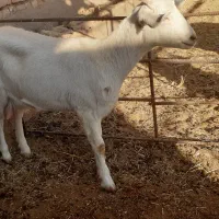 بز سانن وپاکستانی زاییده شیرمست|حیوانات مزرعه|نیمبلوک, |دیوار