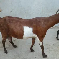 فروش بز