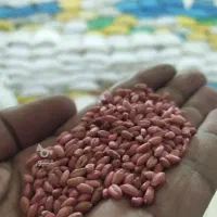 گندم بذری آذر2