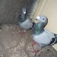 جفت سبز مسافتی