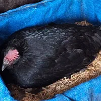 فروش مرغ کرک