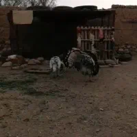 بوقلمون برنزه و بوربون