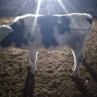 گوساله نر|حیوانات مزرعه|مود, |دیوار