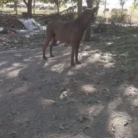 واگذاری توله مالینویز