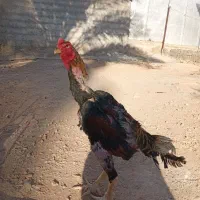 خروس لاری اوشامو|حیوانات مزرعه|سرپل ذهاب, |دیوار