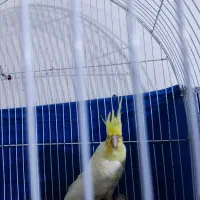 عروس هلندی|پرنده|خرمشهر, |دیوار