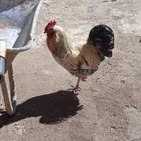 خروس|حیوانات مزرعه|جوکار, |دیوار