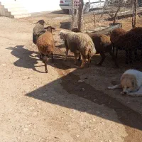 میش گوسفند داشتی