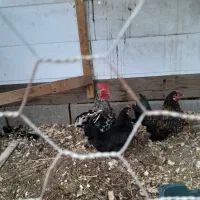 خروس چینی|حیوانات مزرعه|رشت, دروازه لاکان|دیوار