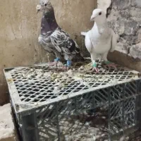 کفتر|پرنده|بردسکن, |دیوار