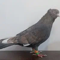 رنگه طوقی سینه|پرنده|مشهد, نوید|دیوار