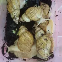 ح.لزون مول.د|خزنده|تهران, شکوفه|دیوار