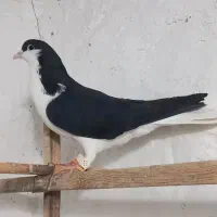 کبوتر چادری