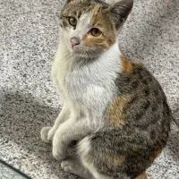 گربه خانگی پیدا شده