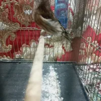 جوجه سهره قناری|پرنده|اندیشه, اندیشه فاز ۱|دیوار