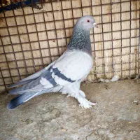 چهارتا بهبهونی دست اولی به شرط|پرنده|شیراز, رکنآباد|دیوار