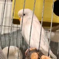 مرغ عشق ماده