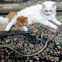 واگذاری گربه